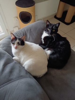 Illustration de l'article : Milky, le chaton abandonn&eacute; sur une route &agrave; l&rsquo;&acirc;ge de 2 semaines, vit d&eacute;sormais une vie de r&ecirc;ve dans sa nouvelle famille