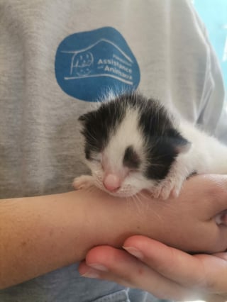 Illustration de l'article : Milky, le chaton abandonn&eacute; sur une route &agrave; l&rsquo;&acirc;ge de 2 semaines, vit d&eacute;sormais une vie de r&ecirc;ve dans sa nouvelle famille