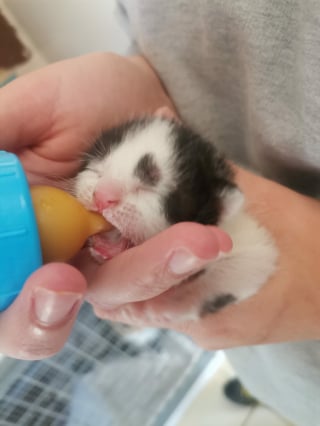 Illustration de l'article : Milky, le chaton abandonn&eacute; sur une route &agrave; l&rsquo;&acirc;ge de 2 semaines, vit d&eacute;sormais une vie de r&ecirc;ve dans sa nouvelle famille