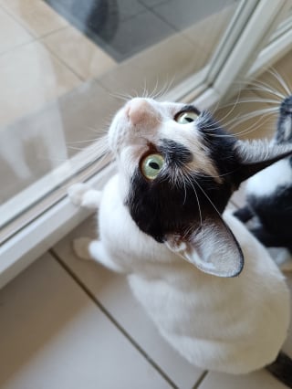 Illustration de l'article : Milky, le chaton abandonn&eacute; sur une route &agrave; l&rsquo;&acirc;ge de 2 semaines, vit d&eacute;sormais une vie de r&ecirc;ve dans sa nouvelle famille