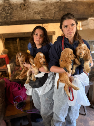 Illustration de l'article : Une association du Loiret intervient pour sauver 32 Cockers en d&eacute;tresse d&rsquo;un &eacute;levage ill&eacute;gal (vid&eacute;o)