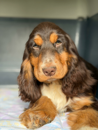 Illustration de l'article : Une association du Loiret intervient pour sauver 32 Cockers en d&eacute;tresse d&rsquo;un &eacute;levage ill&eacute;gal (vid&eacute;o)