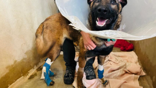 Illustration de l'article : Un chien tra&icirc;n&eacute; par une voiture &agrave; Reims suscite l&rsquo;indignation et une p&eacute;tition exige une justice exemplaire qui le poursuit pour actes de cruaut&eacute;