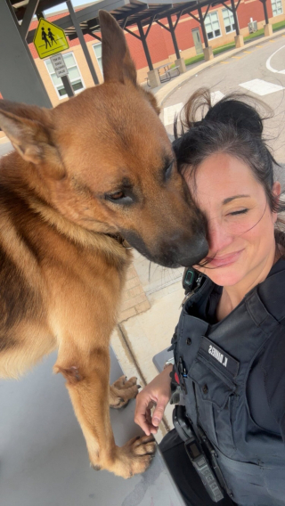 Illustration de l'article : Jugé inapte au travail et menacé d’euthanasie, ce chien repéré par une policière devient son partenaire pour la lutte anti-drogue