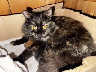 Illustration de l'article : Alert&eacute;e par les miaulements, une polici&egrave;re plonge dans une bouche d'&eacute;gout pour sauver une chatte errante et ses chatons nouveau-n&eacute;s