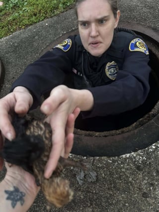 Illustration de l'article : Alert&eacute;e par les miaulements, une polici&egrave;re plonge dans une bouche d'&eacute;gout pour sauver une chatte errante et ses chatons nouveau-n&eacute;s