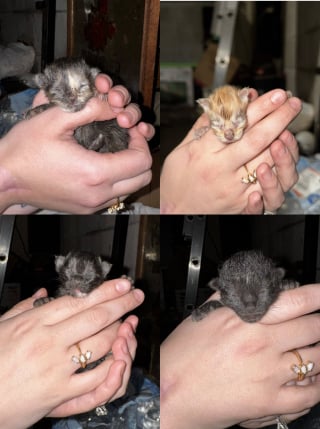 Illustration de l'article : Alert&eacute;e par les miaulements, une polici&egrave;re plonge dans une bouche d'&eacute;gout pour sauver une chatte errante et ses chatons nouveau-n&eacute;s