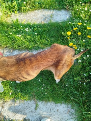 Illustration de l'article : Une chienne squelettique est livr&eacute;e &agrave; elle-m&ecirc;me, une voisine finance les 1300 &euro; de soins v&eacute;t&eacute;rinaires destin&eacute;s &agrave; la sauver