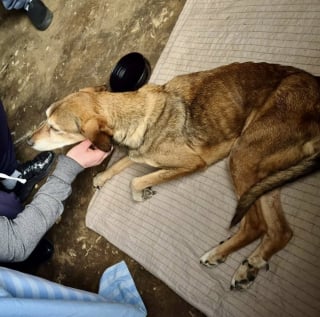 Illustration de l'article : Une chienne squelettique est livr&eacute;e &agrave; elle-m&ecirc;me, une voisine finance les 1300 &euro; de soins v&eacute;t&eacute;rinaires destin&eacute;s &agrave; la sauver