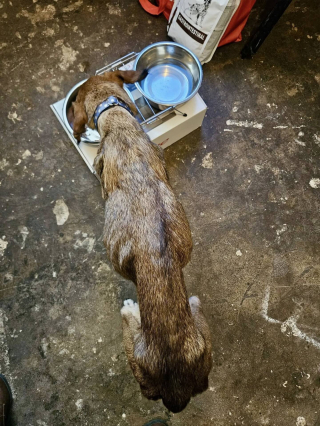 Illustration de l'article : Une chienne squelettique est livr&eacute;e &agrave; elle-m&ecirc;me, une voisine finance les 1300 &euro; de soins v&eacute;t&eacute;rinaires destin&eacute;s &agrave; la sauver