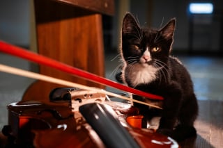 Illustration de l'article : 5 styles de musique recommand&eacute;s par un v&eacute;t&eacute;rinaire pour apaiser votre chien ou votre chat