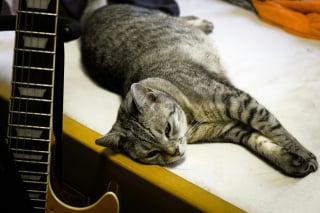 Illustration de l'article : 5 styles de musique recommand&eacute;s par un v&eacute;t&eacute;rinaire pour apaiser votre chien ou votre chat