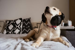 Illustration de l'article : 5 styles de musique recommand&eacute;s par un v&eacute;t&eacute;rinaire pour apaiser votre chien ou votre chat