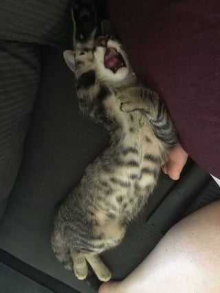 Illustration de l'article : 15 photos de chats et de chiens qui m&eacute;ritent un C&eacute;sar pour leurs performances dramatiques