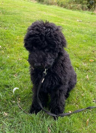 Illustration de l'article : 15 photos de chats et de chiens qui m&eacute;ritent un C&eacute;sar pour leurs performances dramatiques