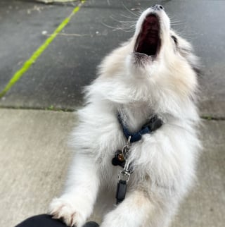 Illustration de l'article : 15 photos de chats et de chiens qui m&eacute;ritent un C&eacute;sar pour leurs performances dramatiques