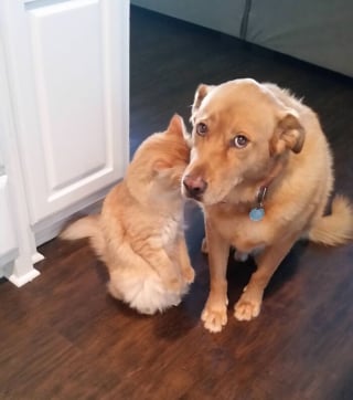 Illustration de l'article : 15 photos de chats et de chiens qui m&eacute;ritent un C&eacute;sar pour leurs performances dramatiques