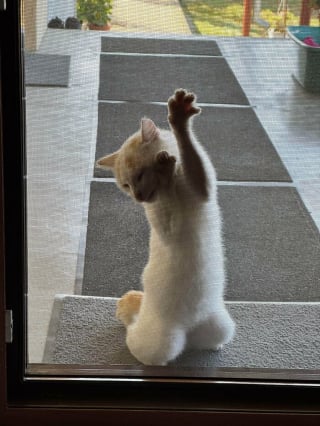 Illustration de l'article : 15 photos de chats et de chiens qui m&eacute;ritent un C&eacute;sar pour leurs performances dramatiques