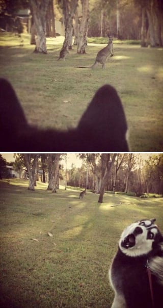 Illustration de l'article : 15 photos de chats et de chiens qui m&eacute;ritent un C&eacute;sar pour leurs performances dramatiques