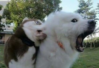 Illustration de l'article : 15 photos de chats et de chiens qui m&eacute;ritent un C&eacute;sar pour leurs performances dramatiques