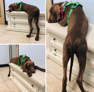 Illustration de l'article : 15 photos de chats et de chiens qui m&eacute;ritent un C&eacute;sar pour leurs performances dramatiques