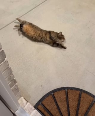 Illustration de l'article : Une chatte tigr&eacute;e d&eacute;couvre le &laquo; catio &raquo; sp&eacute;cialement am&eacute;nag&eacute; pour elle et en explore chaque recoin en se roulant par terre