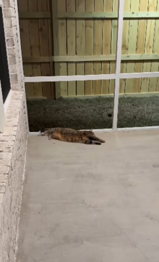 Illustration de l'article : Une chatte tigr&eacute;e d&eacute;couvre le &laquo; catio &raquo; sp&eacute;cialement am&eacute;nag&eacute; pour elle et en explore chaque recoin en se roulant par terre