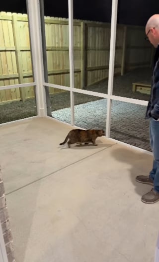 Illustration de l'article : Une chatte tigr&eacute;e d&eacute;couvre le &laquo; catio &raquo; sp&eacute;cialement am&eacute;nag&eacute; pour elle et en explore chaque recoin en se roulant par terre