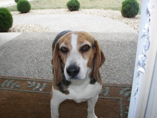 Illustration de l'article : Beagle sauv&eacute;e d'un laboratoire, elle devient chienne d&rsquo;accompagnement pour apaiser patients et soignants dans un centre anti-cancer