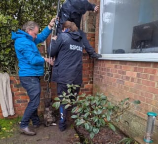 Illustration de l'article : Sauv&eacute; apr&egrave;s 5 heures d&rsquo;efforts, un chat coinc&eacute; entre 2 murs retrouve sa ma&icirc;tresse qui le cherchait depuis 4 ans