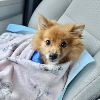 Illustration de l'article : Abandonn&eacute; dans une cage, un petit chien cachectique et incapable de marcher est soign&eacute; gr&acirc;ce &agrave; 17 000 euros de dons