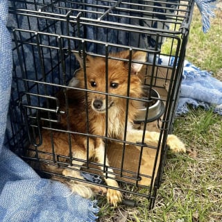 Illustration de l'article : Abandonn&eacute; dans une cage, un petit chien cachectique et incapable de marcher est soign&eacute; gr&acirc;ce &agrave; 17 000 euros de dons