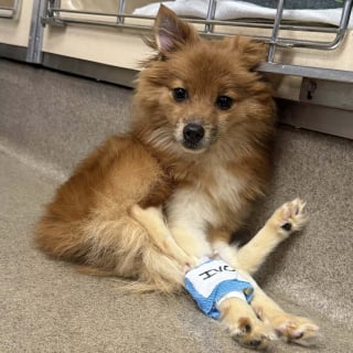 Illustration de l'article : Abandonn&eacute; dans une cage, un petit chien cachectique et incapable de marcher est soign&eacute; gr&acirc;ce &agrave; 17 000 euros de dons