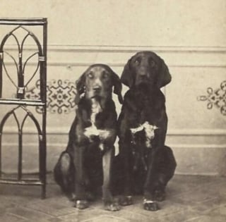 Illustration de l'article : 14 photos qui montrent que la force du lien entre humain et chien ne date pas d&rsquo;hier