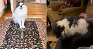 Illustration de l'article : Apr&egrave;s 6 mois &agrave; se cacher sous le lit, un chat de 10 ans traumatis&eacute; retrouve s&eacute;curit&eacute; et complicit&eacute; avec sa famille (vid&eacute;o)