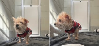 Illustration de l'article : Une chienne s&eacute;niore se retrouve au refuge apr&egrave;s 5 ans de vie de famille, mais retrouve espoir au refuge gr&acirc;ce &agrave; une b&eacute;n&eacute;vole (vid&eacute;o)