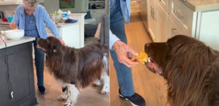 Illustration de l'article : Ce Terre-Neuve passe la nuit chez sa &laquo; mamie &raquo; qui le g&acirc;te en lui pr&eacute;parant ses g&acirc;teaux pour chien pr&eacute;f&eacute;r&eacute;s (vid&eacute;o)