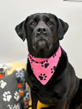 Illustration de l'article : Cette crois&eacute;e Labrador abandonn&eacute;e 2 fois car &laquo; trop imposante &raquo; trouve enfin un foyer chaleureux o&ugrave; elle peut s'&eacute;panouir