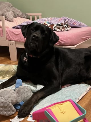 Illustration de l'article : Cette crois&eacute;e Labrador abandonn&eacute;e 2 fois car &laquo; trop imposante &raquo; trouve enfin un foyer chaleureux o&ugrave; elle peut s'&eacute;panouir