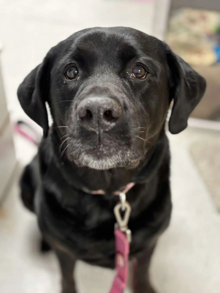 Illustration de l'article : Cette crois&eacute;e Labrador abandonn&eacute;e 2 fois car &laquo; trop imposante &raquo; trouve enfin un foyer chaleureux o&ugrave; elle peut s'&eacute;panouir