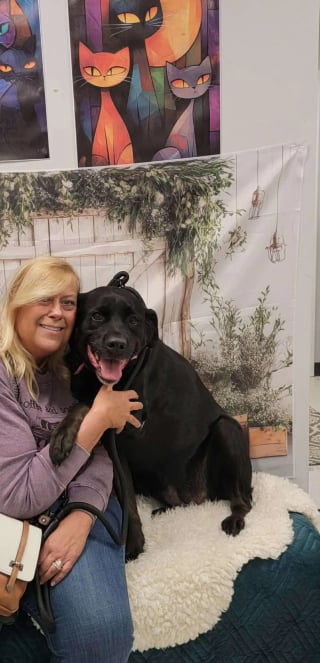 Illustration de l'article : Cette crois&eacute;e Labrador abandonn&eacute;e 2 fois car &laquo; trop imposante &raquo; trouve enfin un foyer chaleureux o&ugrave; elle peut s'&eacute;panouir