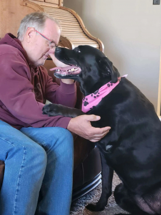 Illustration de l'article : Cette crois&eacute;e Labrador abandonn&eacute;e 2 fois car &laquo; trop imposante &raquo; trouve enfin un foyer chaleureux o&ugrave; elle peut s'&eacute;panouir