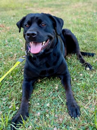 Illustration de l'article : Cette crois&eacute;e Labrador abandonn&eacute;e 2 fois car &laquo; trop imposante &raquo; trouve enfin un foyer chaleureux o&ugrave; elle peut s'&eacute;panouir