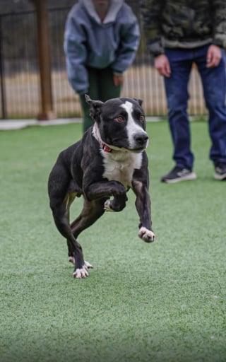 Illustration de l'article : Une chienne n&eacute;e avec le dos tr&egrave;s court est enfin remarqu&eacute;e et trouve enfin une famille apr&egrave;s 3 ann&eacute;es de refuge (vid&eacute;o)