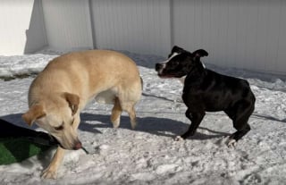 Illustration de l'article : Une chienne n&eacute;e avec le dos tr&egrave;s court est enfin remarqu&eacute;e et trouve enfin une famille apr&egrave;s 3 ann&eacute;es de refuge (vid&eacute;o)