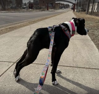 Illustration de l'article : Une chienne n&eacute;e avec le dos tr&egrave;s court est enfin remarqu&eacute;e et trouve enfin une famille apr&egrave;s 3 ann&eacute;es de refuge (vid&eacute;o)