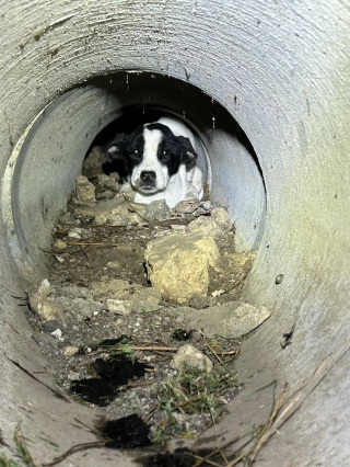 Illustration de l'article : 3 chiens abandonn&eacute;s dans un cimeti&egrave;re sont secourus apr&egrave;s des heures de recherche