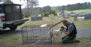 Illustration de l'article : 3 chiens abandonn&eacute;s dans un cimeti&egrave;re sont secourus apr&egrave;s des heures de recherche