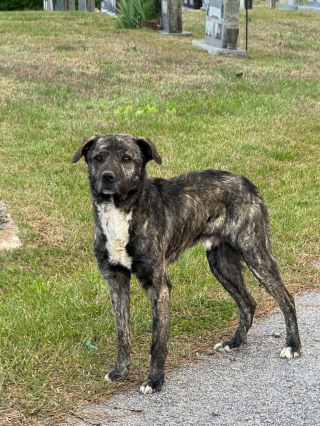 Illustration de l'article : 3 chiens abandonn&eacute;s dans un cimeti&egrave;re sont secourus apr&egrave;s des heures de recherche