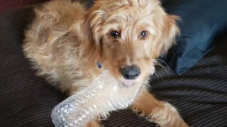 Illustration de l'article : 8 chiens qui ont jeté leur dévolu sur un jouet et ne le quittent plus